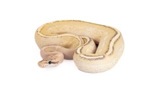 Python regius, enchi puma